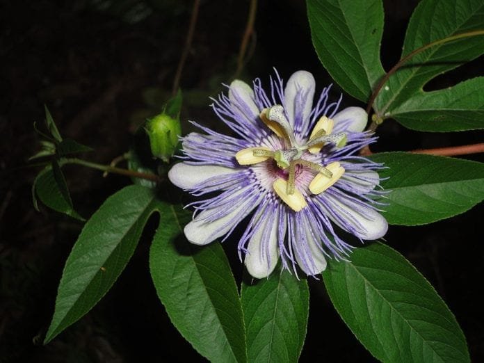 flor de passiflora