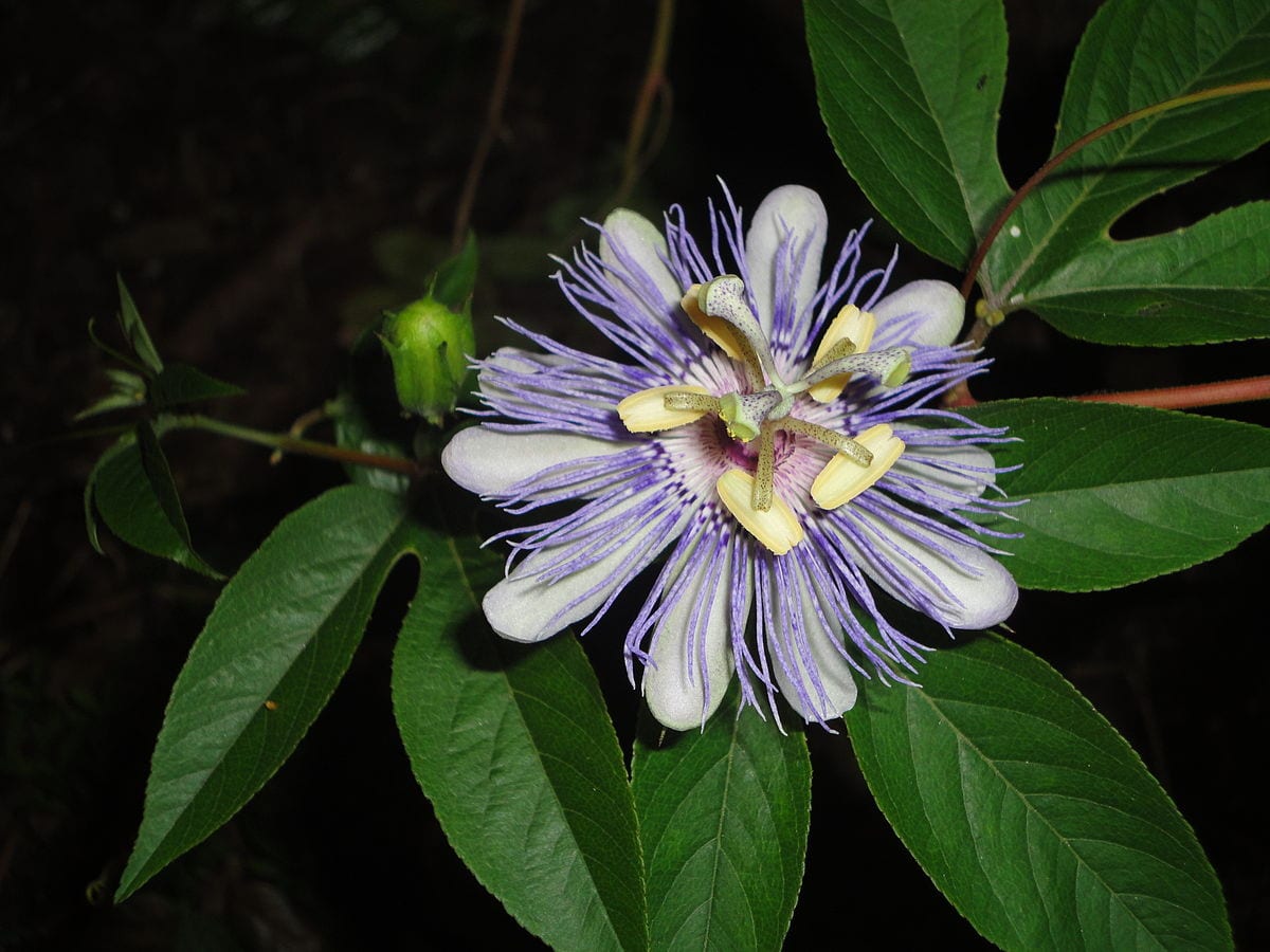 flor de passiflora