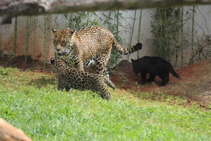 Nascem primeiros filhotes de onças-pintadas em cativeiro no Espírito Santo