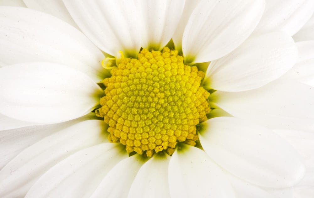 flor de camomila