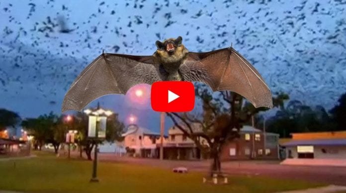 VÍDEO: Infestação de Morcegos na Austrália faz cidade ficar confinada.