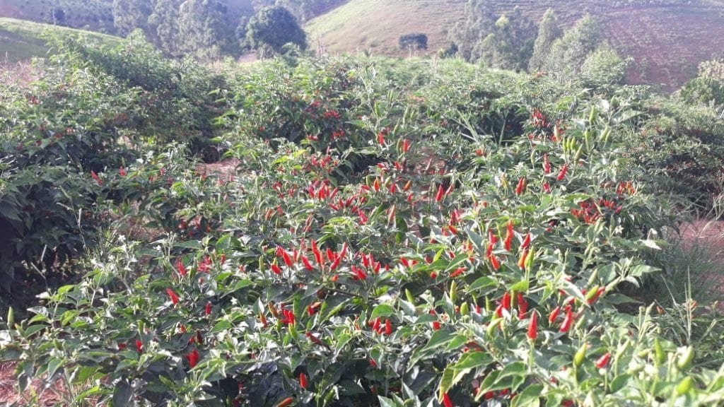 Kennedense planta milhares mudas de pimentas e chama a atenção de quem aprecia