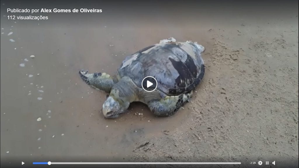 Tartaruga aparece morta em Praia de Marataízes