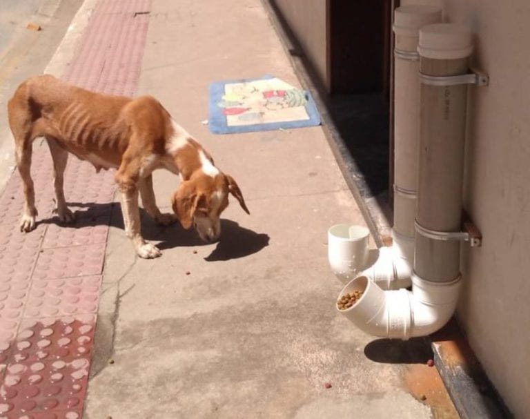 Voluntários ajudam a alimentar animais de rua durante isolamento em Atílio Vivácqua