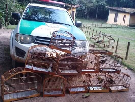 Pássaros mantidos em cativeiro são resgatados pela Polícia Ambiental