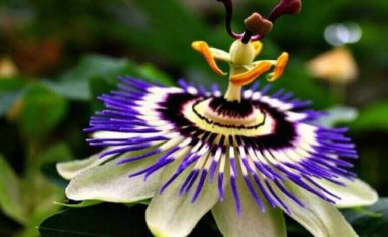 flor de passiflora