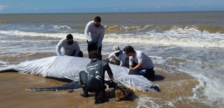 Filhote de baleia jubarte é encontrado na praia da Lagoa do Siri
