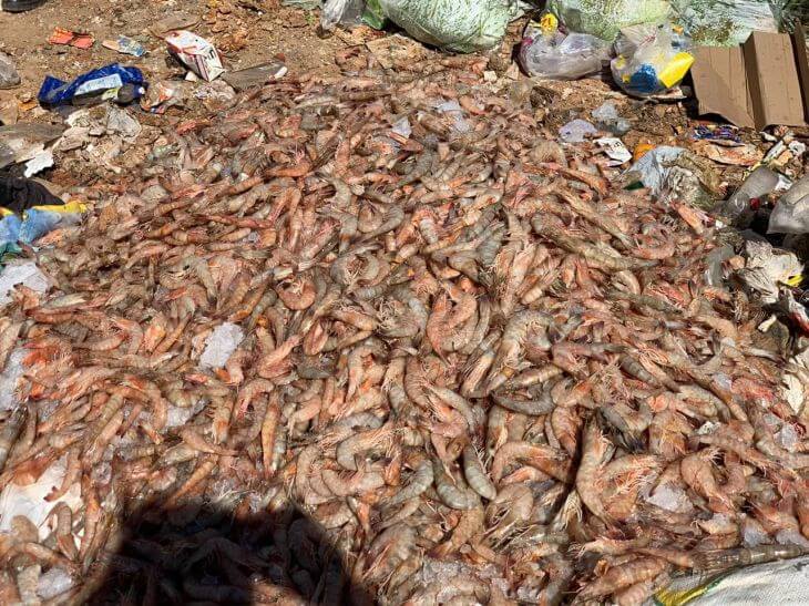 Duas toneladas de camarão são jogadas em lixão em Cachoeiro