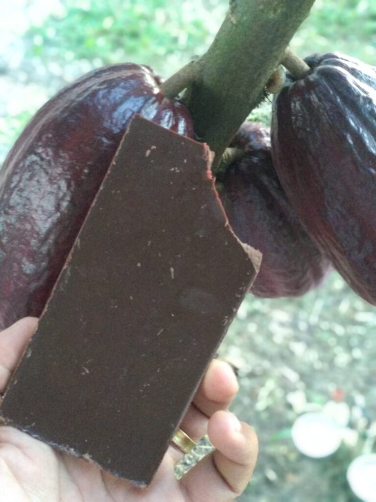 Espírito Santo já conta com 24 marcas de chocolate