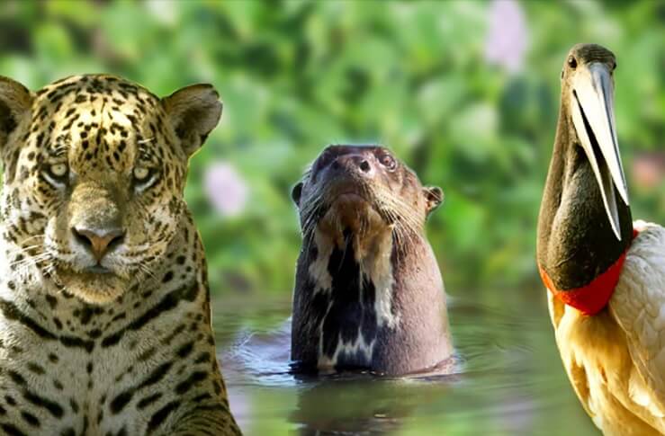 Projeto Bichos do Pantanal lança Ação Bicho Vivo para salvar animais vítimas dos incêndios
