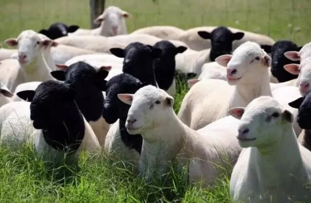 Modernizar o cercamento diminui gastos de produtores de caprinos e ovinos, aponta analista da Belgo Bekaert