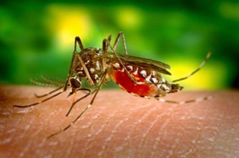 Conheça os sintomas da chikungunya