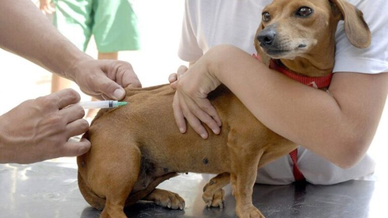 Saiba mais sobre a importância da vacinação para os animais de estimação