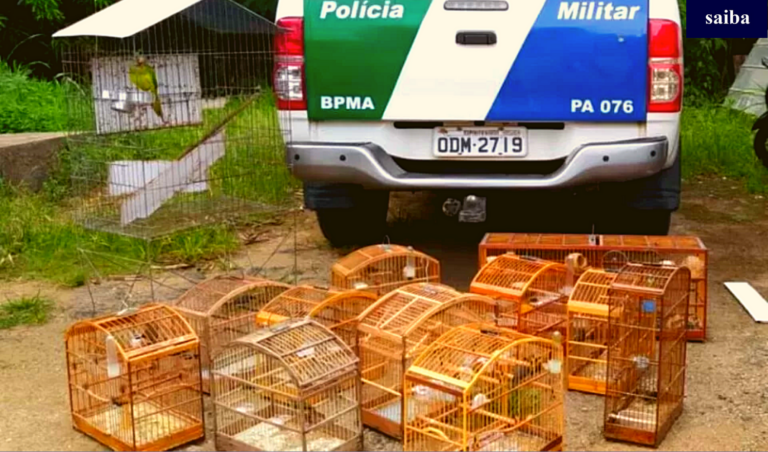 Polícia Ambiental apreende 19 pássaros silvestres em Itapemirim