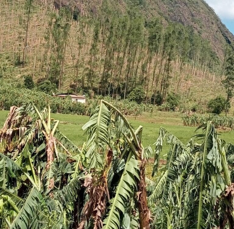 Sistema agrícola realiza levantamento de perdas na agricultura após chuva de granizo