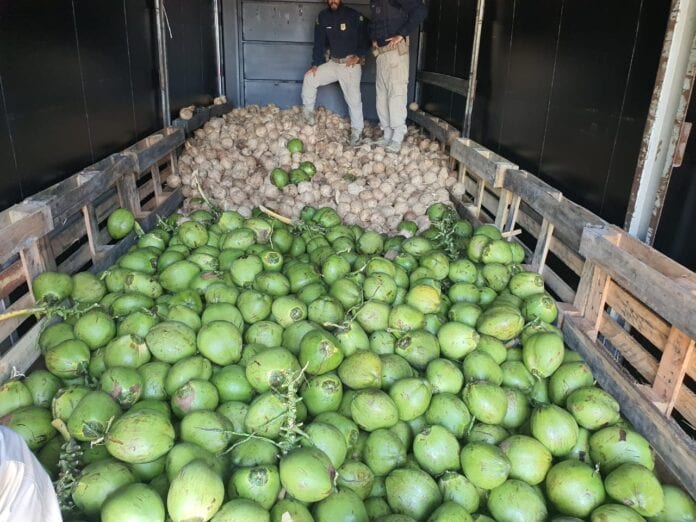 PRF prende motorista que transportava maconha escondida debaixo de cocos em Guarapari