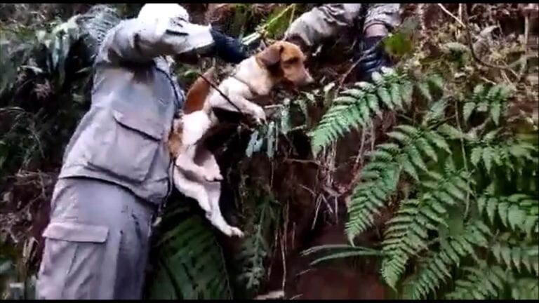 Bombeiros resgatam cadela que ficou presa por 10 dias no alto de pedra – vídeo