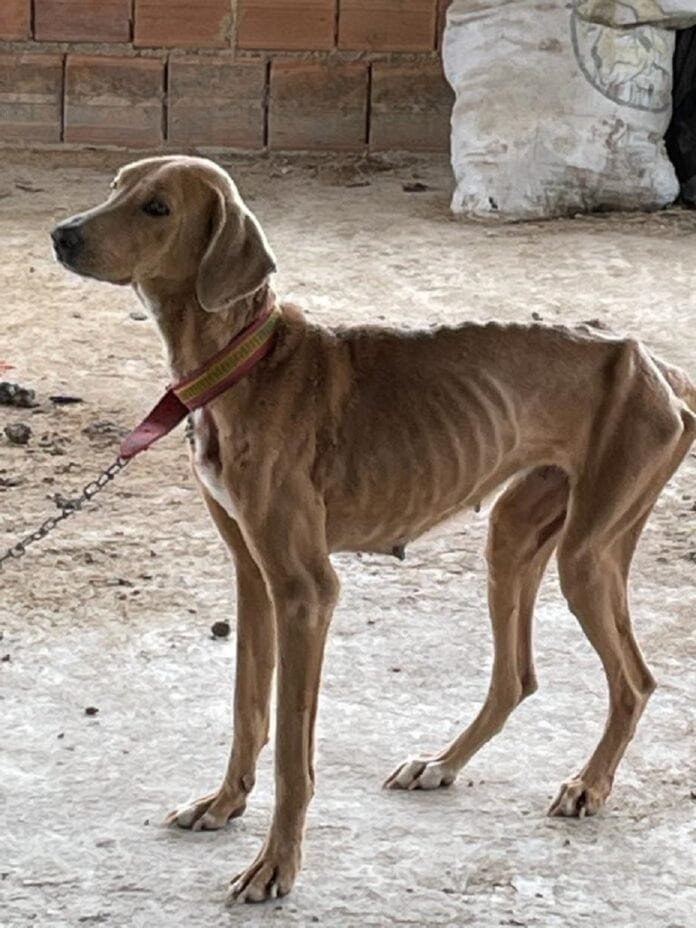 Mulher é presa por maltratar cão no bairro Elpídio Volpini