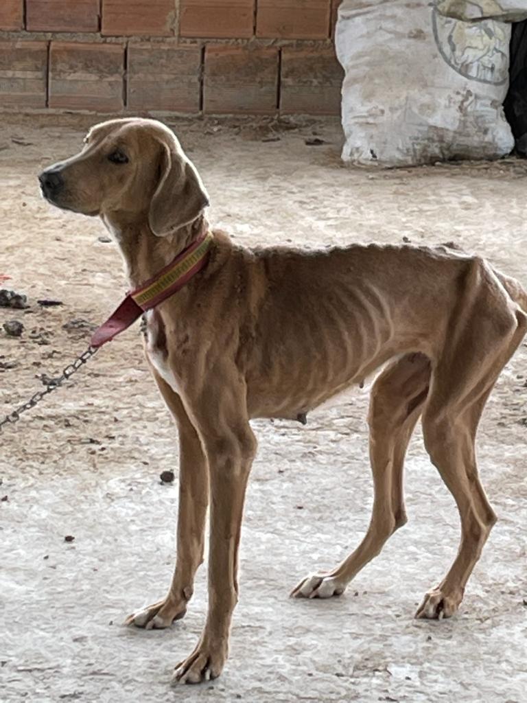Mulher suspeita de ser autora de maus-tratos contra cão é presa pela DIPO em Cachoeiro de Itapemirim 