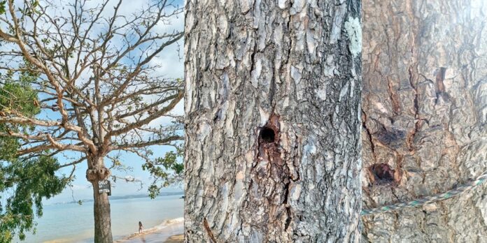 Estão assassinando as árvores na Boca da Baleia em Anchieta