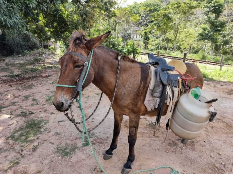 Bandidos usam burro para roubar peças metálicas de trilhos em Mimoso