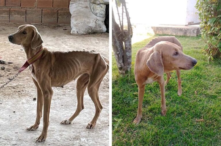 Cadela resgatada com desnutrição em Cachoeiro começa a ganhar peso