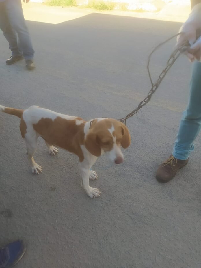 Homem é preso por maus-tratos a animais em Itapemirim