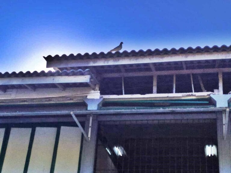 Servidores reclamam de escola infestada de piolhos de pombo em Guarapari
