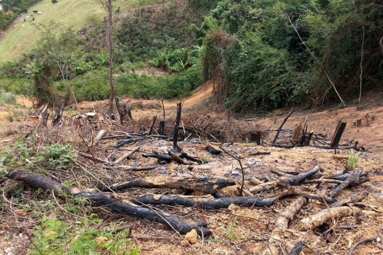 Polícia ambiental flagra desmatamento de vegetação nativa no interior do ES