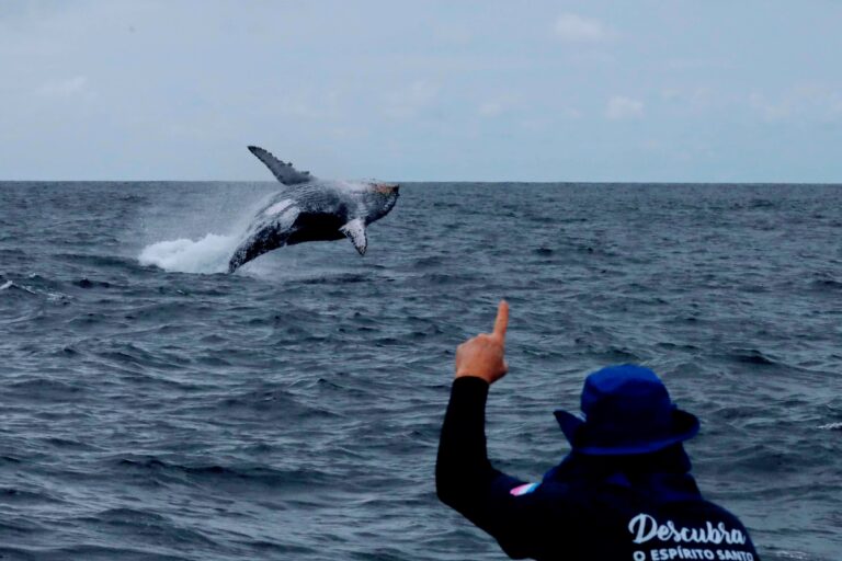 Setur estimula turismo de observação de baleias em municípios litorâneos