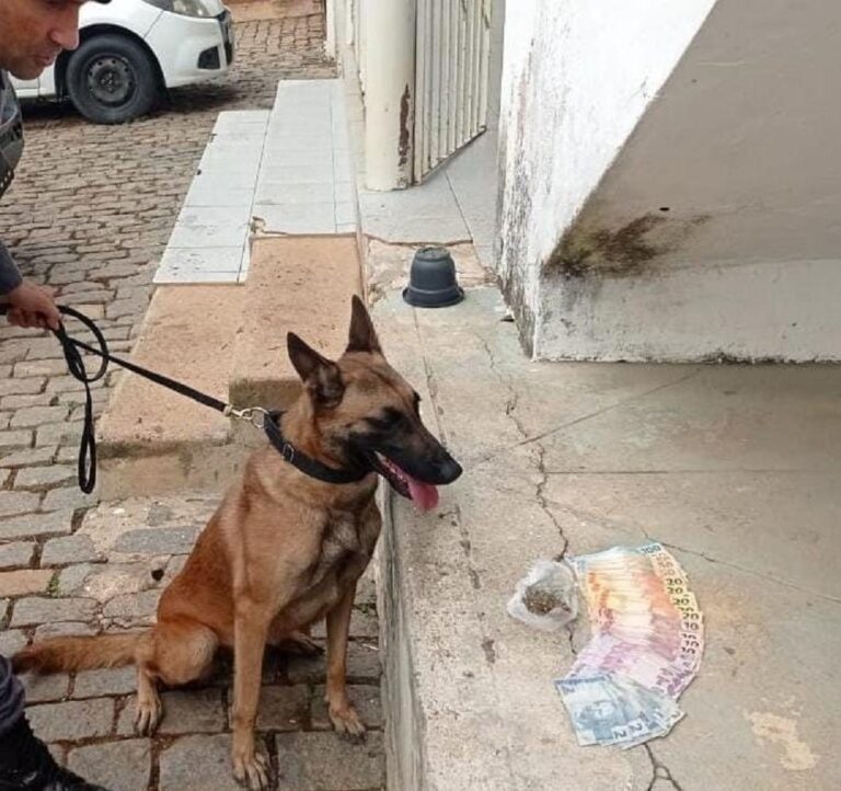 Cadela Alga ajuda polícia na apreensão de drogas em S. José do Calçado