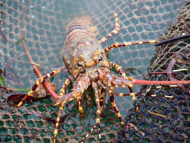defeso-lagosta-anchieta Dezembro inicia defeso de espécies de camarão e lagosta no ES