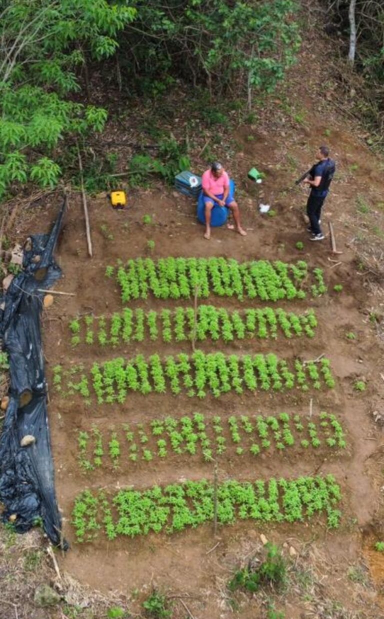 Denarc descobre plantação com cerca de mil pés de maconha em Viana
