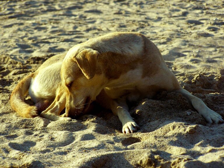 Vereador quer faixa de praia exclusiva para cães e gatos em Guarapari