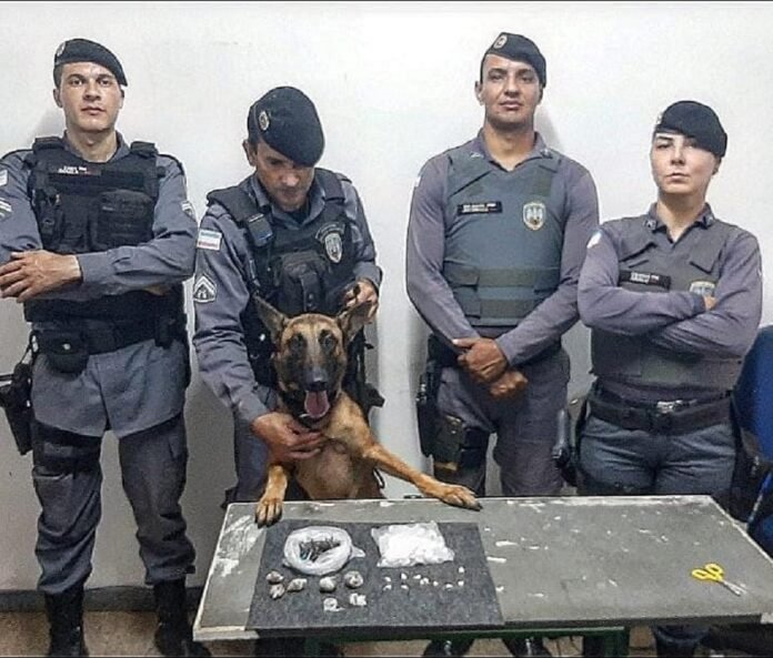 Mais uma apreensão de entorpecentes é feita em Guaçuí com ajuda da cadela Alga