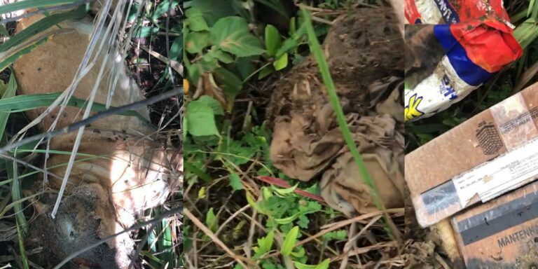CASO DE POLÍCIA: Guarda de Anchieta encontra 10 cachorros mortos e desovados na vegetação da Praia da Guanabara