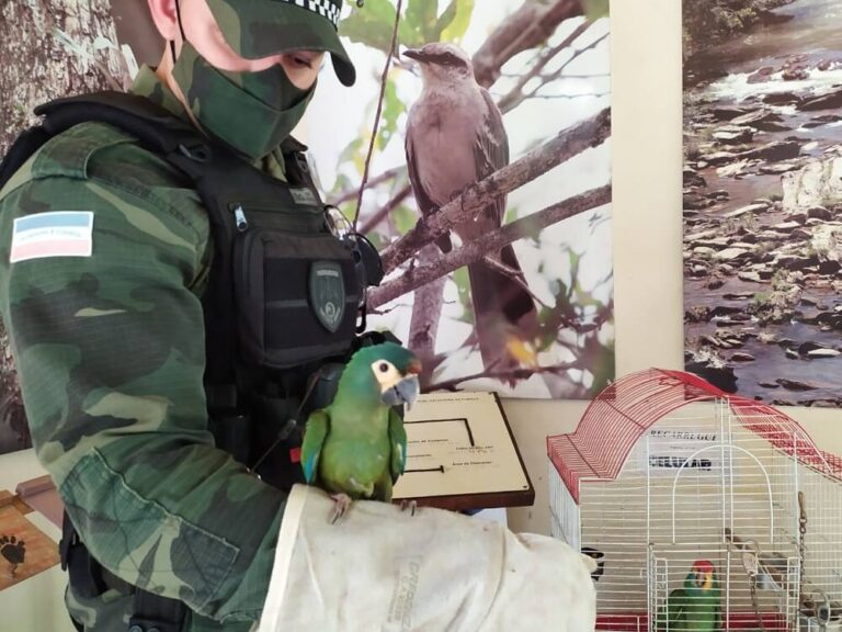 Aves ameaçadas de extinção são apreendidas pela Polícia Ambiental no Caparaó