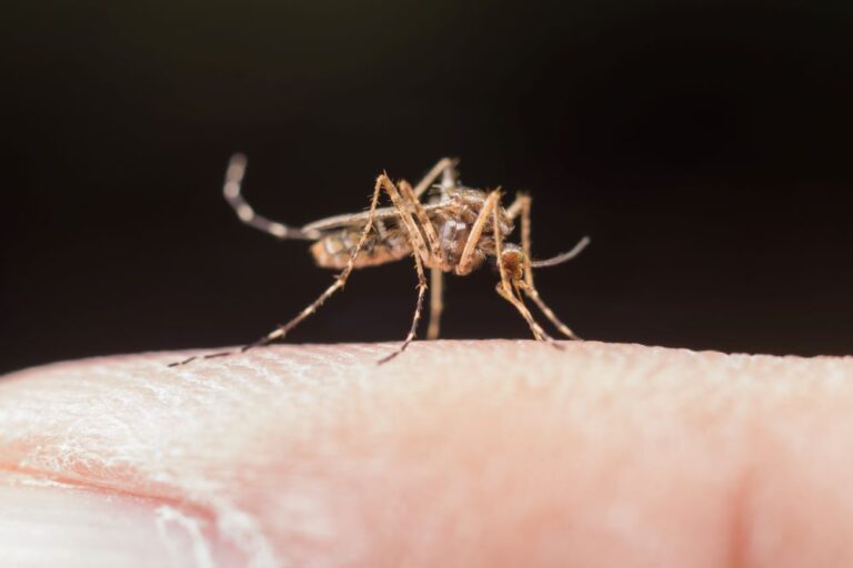 Alerta: chuva e temperatura alta aumentam proliferação do mosquito da dengue