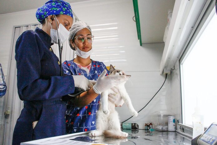 PL amplia transparência de hospitais veterinários 