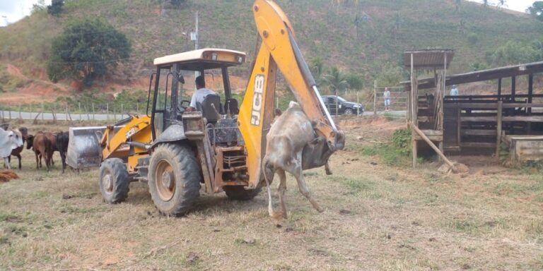 CALAMIDADE NO CAMPO, 96 bovinos e 11 equinos morreram nas propriedades em Anchieta por causa da seca