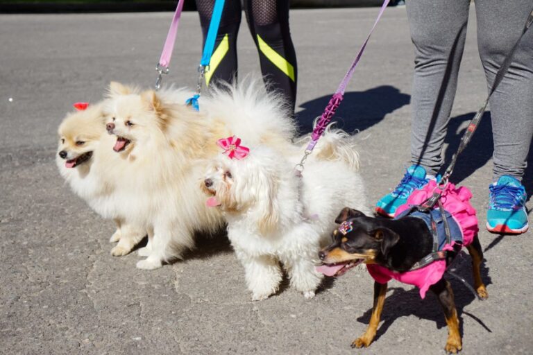 Cachoeiro terá “cãominhada”, desfile e feira de adoção de pets em outubro