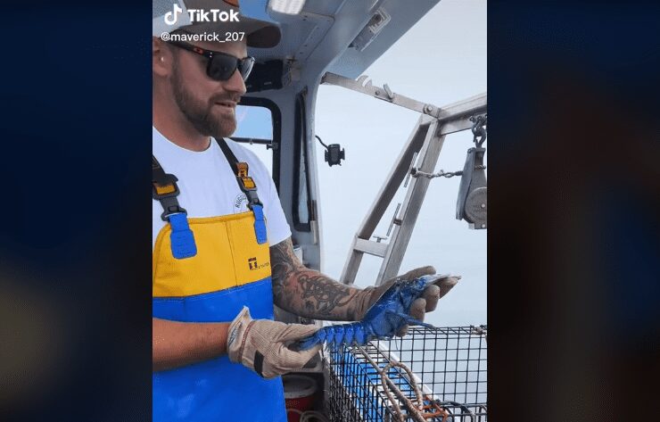 Pescador captura lagosta azul rara: “Uma em dois milhões”