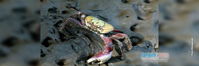 Anchieta: Prefeitura inicia recadastramento dos catadores de caranguejo