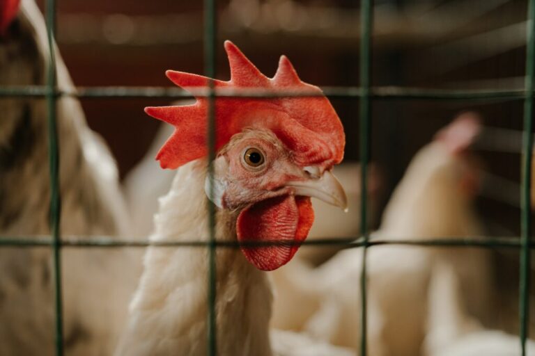 Agricultura confirma estado de emergência por gripe aviária