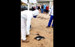 Vídeo: mais um Pinguim aparece em praias de Anchieta e Iema orienta quanto ao resgate