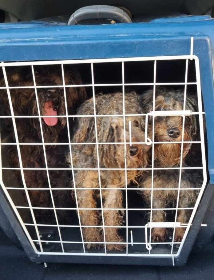 Idosa é presa pela segunda vez por maus-tratos a animais em Guarapari