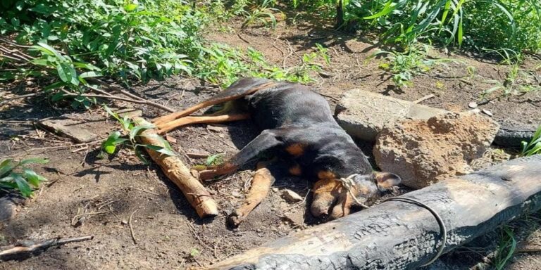 MALDADE SEM LIMITE: cachorro é morto em Anchieta com requintes de crueldade