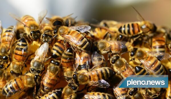 Enxame de abelhas deixa 30 feridos no interior de São Paulo